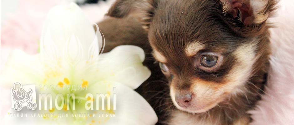 Ввесь спектр услуг по уходу для Вашего питомца в одном месте и в одно время. Зоостудия «Mon Ami» - +7 (499) 390-2251 Ввесь спектр услуг по уходу для Вашего питомца в одном месте и в одно время. Зоостудия «Mon Ami» - +7 (499) 390-2251