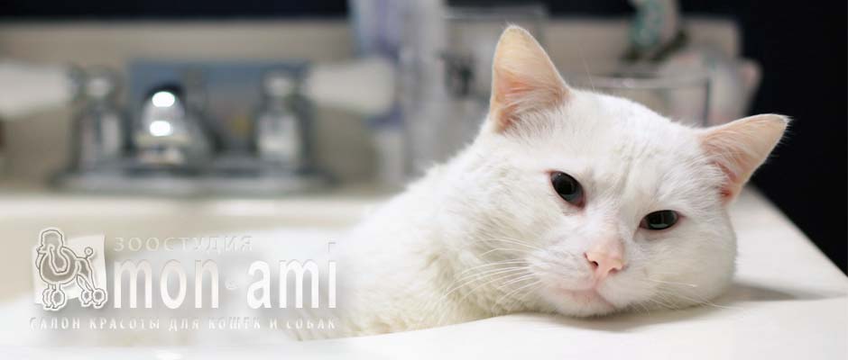 Деликатный уход без примения наркоза. Зоостудия «Mon Ami» - +7 (499) 390-2251 Деликатный уход без примения наркоза. Зоостудия «Mon Ami» - +7 (499) 390-2251